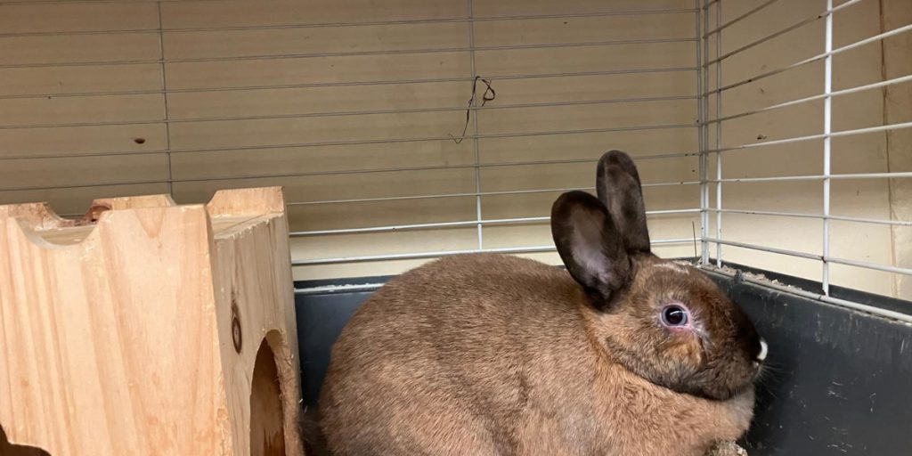 Coniglietta Marie in rifugio a Duisburg: nessuna adozione a causa di sospetto problema all’occhio