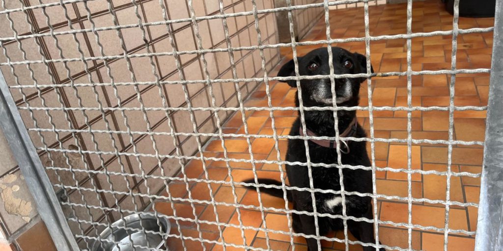 La storia straziante di Tina, la cagnolina abbandonata nel rifugio per animali di Duisburg: un caso emblematico dell'abbandono degli animali e delle sue conseguenze devastanti

Una storia commovente
La storia di Tina, una cagnolina che vive nel rifugio per animali di Duisburg, ha suscitato grande tristezza. È evidente che questo destino non è stato meritato dalla povera bestia.

Approfondimento
Il caso di Tina è solo uno degli esempi di come gli animali possano essere abbandonati e lasciati soli. Il rifugio per animali di Duisburg si occupa di accogliere e curare gli animali abbandonati, ma la storia di Tina è particolarmente toccante.

Possibili Conseguenze
L'abbandono di animali come Tina può avere conseguenze negative sia per gli animali stessi che per la società. Gli animali abbandonati possono soffrire di stress, ansia e altre problematiche, mentre la società può essere influenzata negativamente dalla presenza di animali randagi.

Opinione
È importante che la società si renda conto dell'importanza di trattare gli animali con rispetto e cura. L'abbandono di animali come Tina non è solo un problema per gli animali stessi, ma anche per la nostra coscienza collettiva.

Analisi Critica dei Fatti
Il caso di Tina solleva questioni importanti sulla responsabilità degli allevatori e sulla necessità di una maggiore consapevolezza sulla cura degli animali. È fondamentale che le persone si rendano conto delle conseguenze dell'abbandono degli animali e prendano misure per prevenirlo.

Relazioni con altri fatti
Il caso di Tina non è isolato. Ci sono molti altri esempi di animali abbandonati in tutto il mondo. È importante che la società si renda conto della gravità del problema e prendere misure per prevenirlo.

Contesto storico
Il problema dell'abbandono degli animali non è nuovo. Ci sono stati molti casi di animali abbandonati nel corso della storia. Tuttavia, è importante che la società si renda conto dell'importanza di trattare gli animali con rispetto e cura.

Fonti
La fonte di questo articolo è RP Online. Il caso di Tina è stato segnalato dal rifugio per animali di Duisburg e ha suscitato grande tristezza nella comunità.