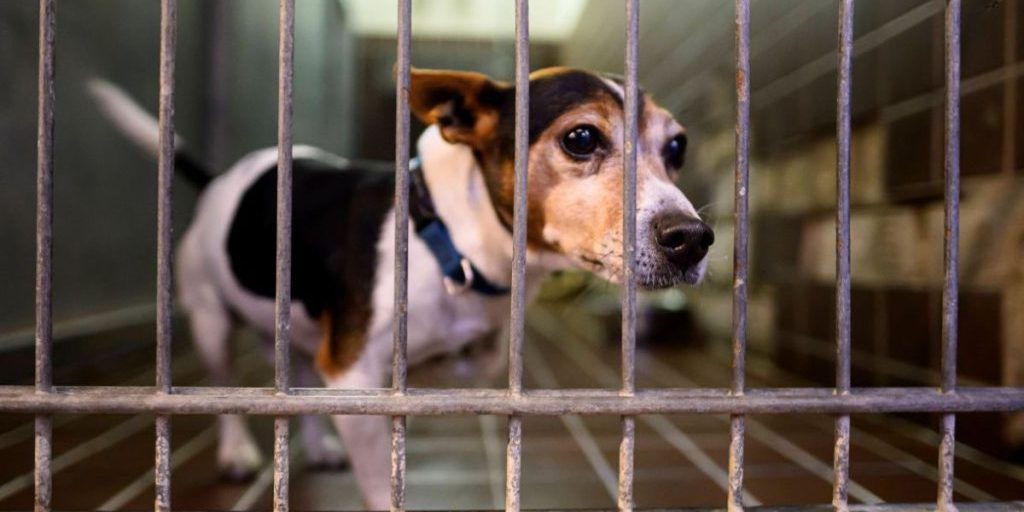 Rifugio per animali di Duisburg in crisi: cani in grave bisogno, personale senza soluzioni