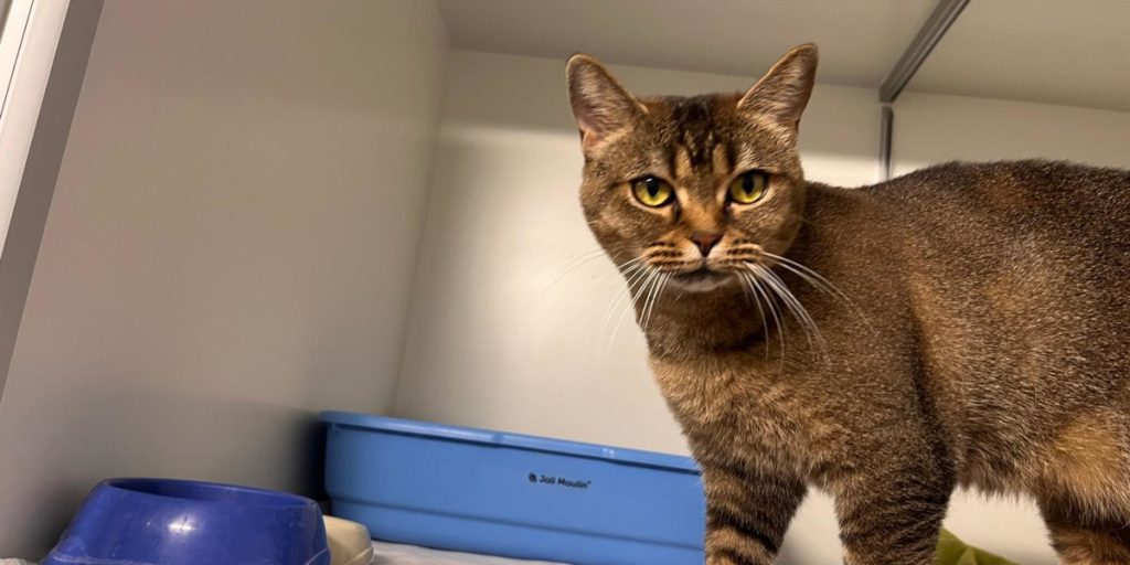 Un evento inaspettato al rifugio per animali: la storia di Tickie, una katze in pericolo