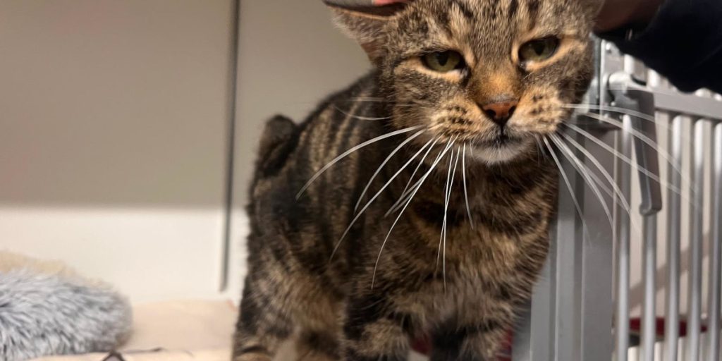 Un gatto chiamato Joda scatena il caos in un rifugio per animali: cosa sta succedendo e cosa possiamo fare per aiutare?