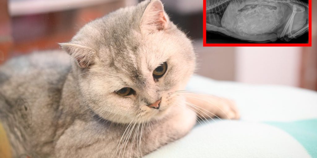 Tierheim Essen lässt Katze röntgen – ein Blick auf das Bild bringt alle zum Verzweifeln