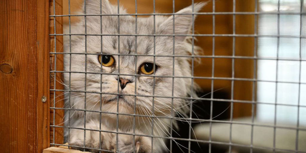 Tierheim Essen vermittelt Katzen-Omi – sie kommt postwendend zurück