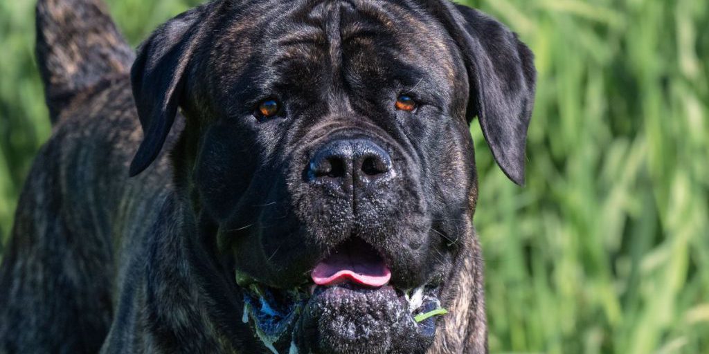 Cane Corso Lemmy attende da anni una nuova famiglia al rifugio di Essen