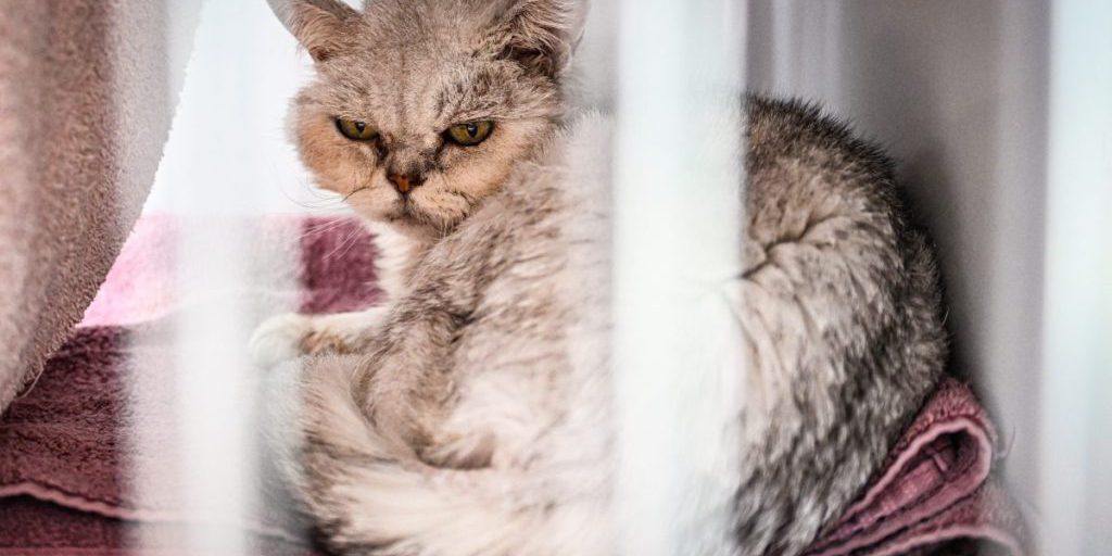 Gatta malata in rifugio tedesco: veterinari optano per eutanasia dopo esame dell'orecchio