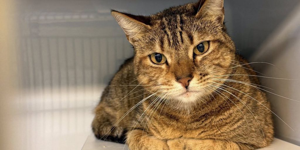 Feuerwehr findet Katze auf A3 in NRW – doch der Besitzer will sie nicht zurück!