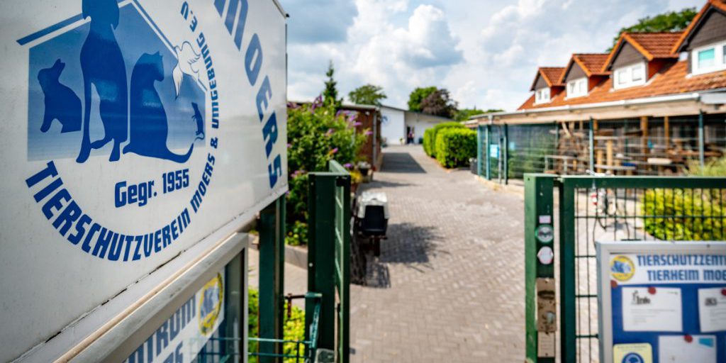 La storia commovente di Robby, il cane adottato da un rifugio per animali nella Renania Settentrionale-Vestfalia, un esempio di come l'amore e la cura possano cambiare la vita di un animale abbandonato