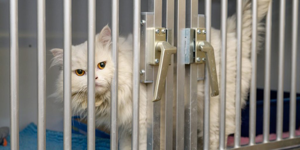 Due gatti accogliuti in rifugio di Nordrhein-Westfalen: una storia difficile