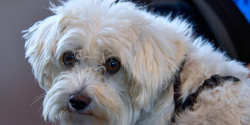 Due cani maltesi rimpatriati dall'asilo di Düsseldorf per comportamento dei proprietari