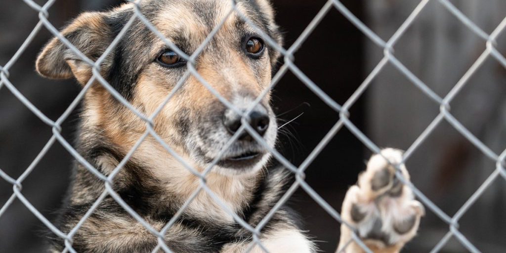 Kinder stehen vor Tierheim in NRW – was sie in den Händen halten, rührt zu Tränen