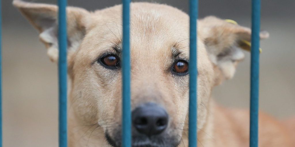 Cane di Renania Settentrionale‑Vestfalia affronta il cancro: la vicenda di Rana