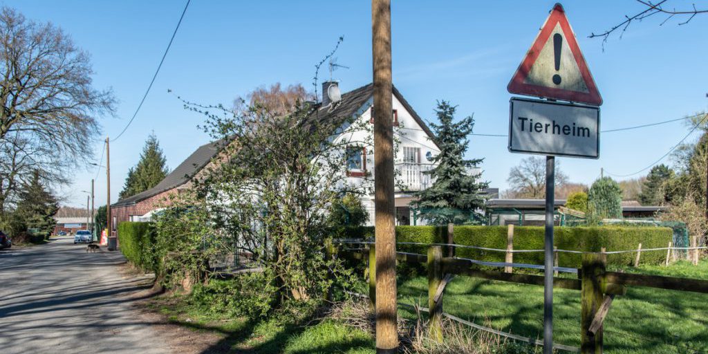 Due animali di un rifugio in NRW non trovano casa