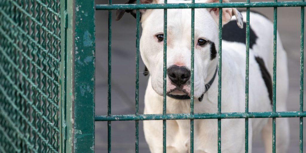 Tierheim in NRW muss 16 Neuzugänge aufnehmen – ihr Zustand ist „ziemlich erbärmlich“