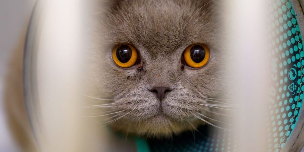 Incendio in rifugio di Essen: 37 gatti salvati da una cabina distrutta