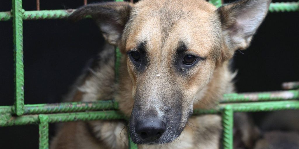 Un cane anziano nel rifugio per animali della Renania Settentrionale-Vestfalia riceve una lettera commovente che rinnova la speranza per il suo futuro

Approfondimento
La storia di Alfie, un cane anziano che si trovava nel rifugio, aveva già suscitato grande preoccupazione tra il personale e i volontari. La lettera ricevuta ha rappresentato un momento di conforto e di speranza per loro, evidenziando l'impatto emotivo che gli animali possono avere sulle persone.

Possibili Conseguenze
La lettera potrebbe avere un impatto significativo sul morale del personale del rifugio e sui futuri sviluppi della storia di Alfie. Potrebbe inoltre aumentare la consapevolezza sull'importanza dei rifugi per animali e sulle storie toccanti degli animali che li abitano, promuovendo un maggior sostegno e solidarietà verso questi enti.

Opinione
Non è possibile esprimere un'opinione senza conoscere il contenuto della lettera e le circostanze specifiche. Tuttavia, è chiaro che la lettera ha avuto un effetto emotivo profondo sul personale del rifugio, sottolineando l'importanza dell'empatia e della compassione nel trattare storie di animali in difficoltà.

Analisi Critica dei Fatti
I fatti noti sono limitati alla ricezione di una lettera da parte del personale del rifugio, che ha avuto un impatto emotivo su di loro. Ulteriori informazioni sul contenuto della lettera e sul contesto sarebbero necessarie per un'analisi più approfondita, ma è evidente che la storia di Alfie e la lettera ricevuta rappresentano un esempio concreto dell'impatto che gli animali possono avere sulle persone.

Relazioni con altri fatti
La storia di Alfie e la lettera ricevuta potrebbero essere collegate ad altre storie di animali in rifugi o a campagne di sensibilizzazione sull'importanza dell'adozione e del sostegno ai rifugi per animali. Queste storie possono contribuire a creare una maggiore consapevolezza sull'importanza della protezione e del benessere degli animali, promuovendo un cambiamento positivo nella società.

Contesto storico
Il rifugio per animali in NRW opera in un contesto in cui la protezione e il benessere degli animali sono sempre più importanti. La storia di Alfie e la lettera ricevuta rientrano in questo contesto, sottolineando l'importanza del sostegno e della compassione per gli animali in difficoltà. La crescente attenzione verso il benessere degli animali e la protezione dell'ambiente può contribuire a creare un futuro più sostenibile e compassionevole per tutti gli esseri viventi.

Fonti
La fonte di questo articolo è RP Online. Per ulteriori informazioni, si prega di visitare il sito web della fonte.