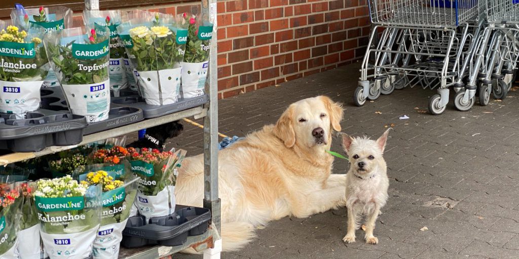 Cane Pitu trovato legato davanti a supermercato in Nordrhein-Westfalen