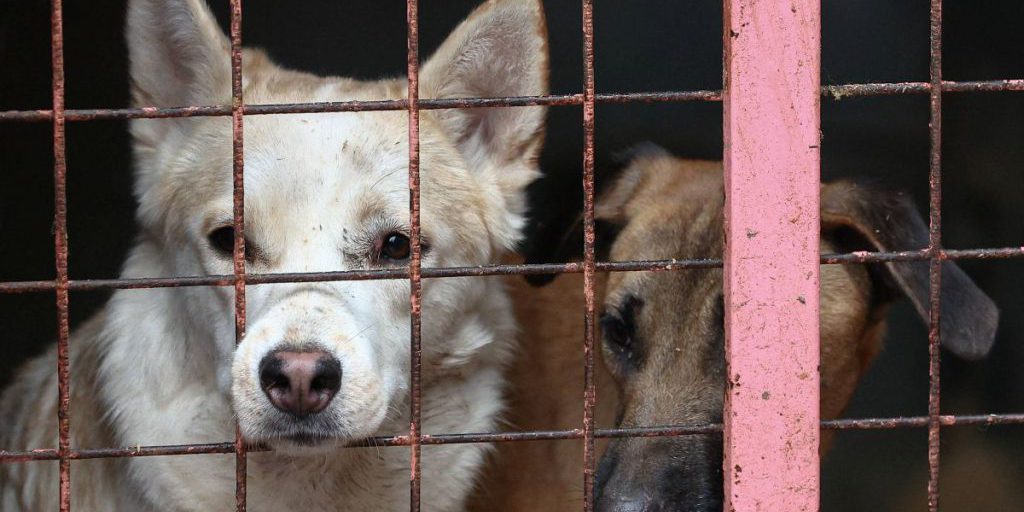 Il rifugio di Köln‑Dellbrück accoglie ogni giorno numerosi animali in condizioni di vita precarie