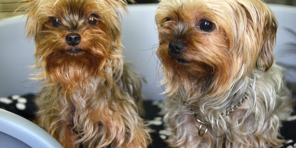 Tierheim in NRW mit trauriger Nachricht – „Endlich dürfen wir darüber reden“