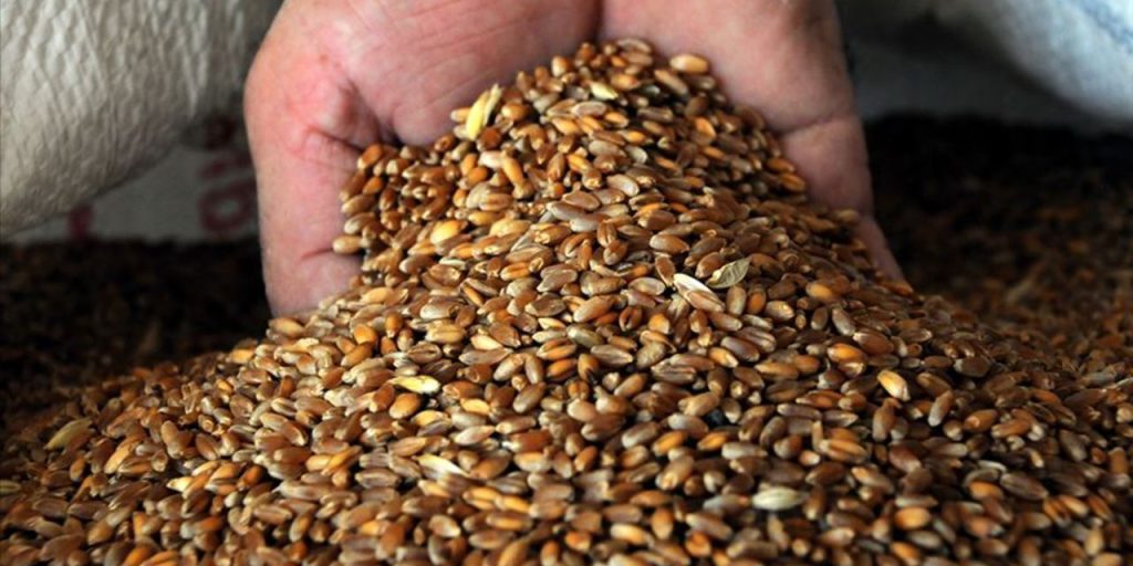 Vendita di 2.042 tonnellate di grano del 2025: il TİGEM apre un'asta per la vendita di grano