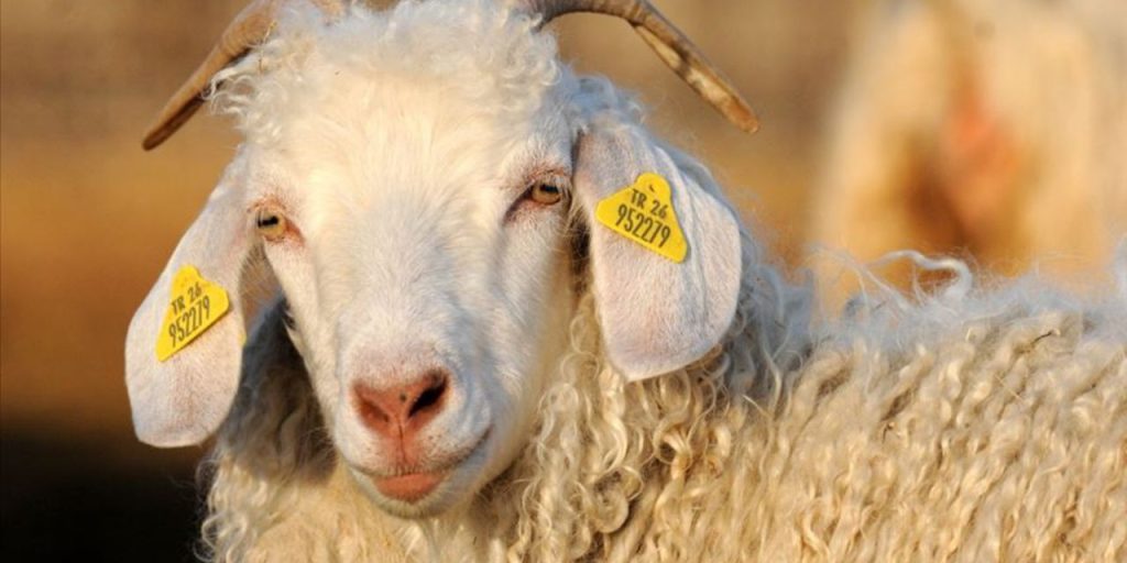 Asta di Capre in Turchia: Opportunità per gli Allevatori e lo Sviluppo Agricolo