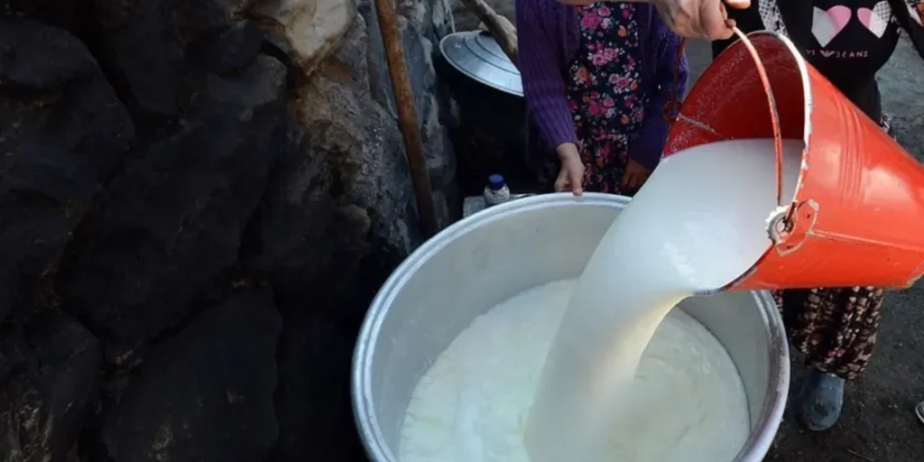 TİGEM annuncia asta di 74.665 tonnellate di latte di mucca per il 2026