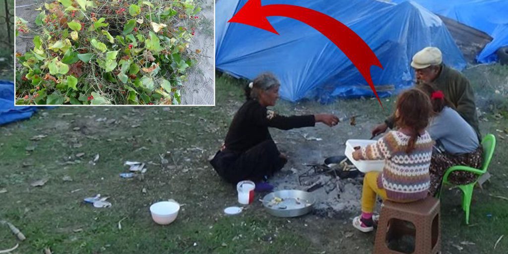 Toplamak için İstanbul'dan gelip çadırda kalıyorlar! 2026'ya 2 ay kala başladılar