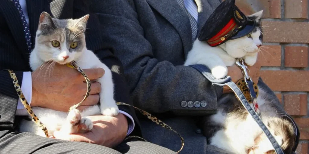 Un gatto diventa capo stazione ferroviaria a Wakayama, Giappone