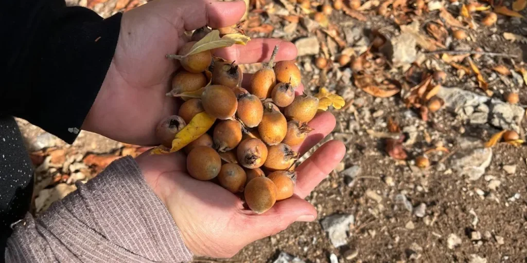 Frutto di Akseki: muşmula, nuovo mondo e Beşbıyık, una coltivazione che dura oltre 25 anni e sostiene la comunità locale