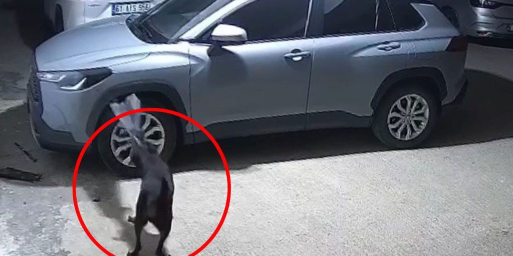 Trabzon'da bir garip olay: Köpekler, koca arabayı parçaladı