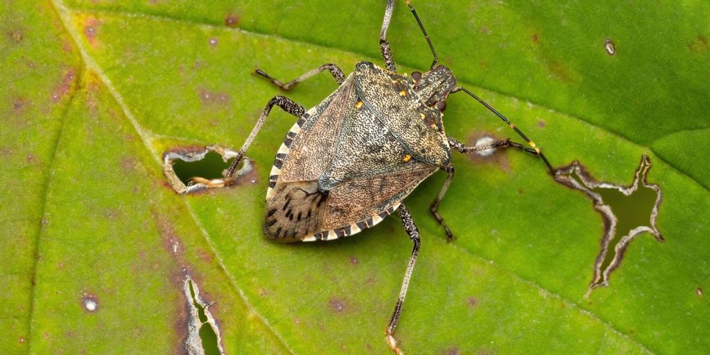 Invasione degli Insetti Kahverengi Kokarca in Turchia: Una Minaccia per l'Agricoltura e l'Ambiente