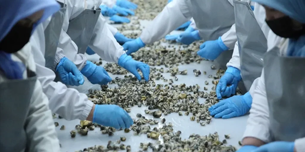 Turchia incassa 20,9 milioni di dollari dalle esportazioni di conchiglie di mare nel 2025