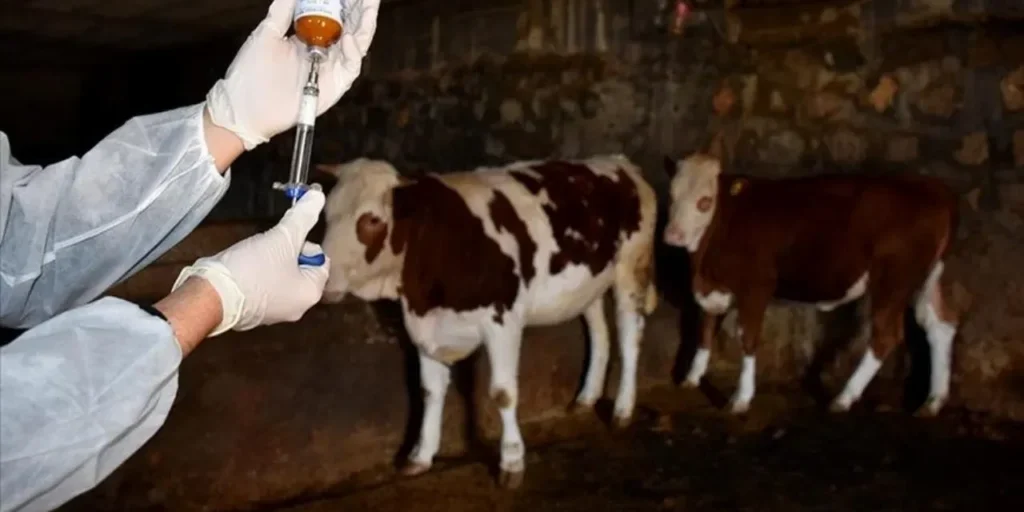 Scabbia in Turchia: nuovo serotipo dall’Iran, Iraq e Siria aumenta le perdite economiche