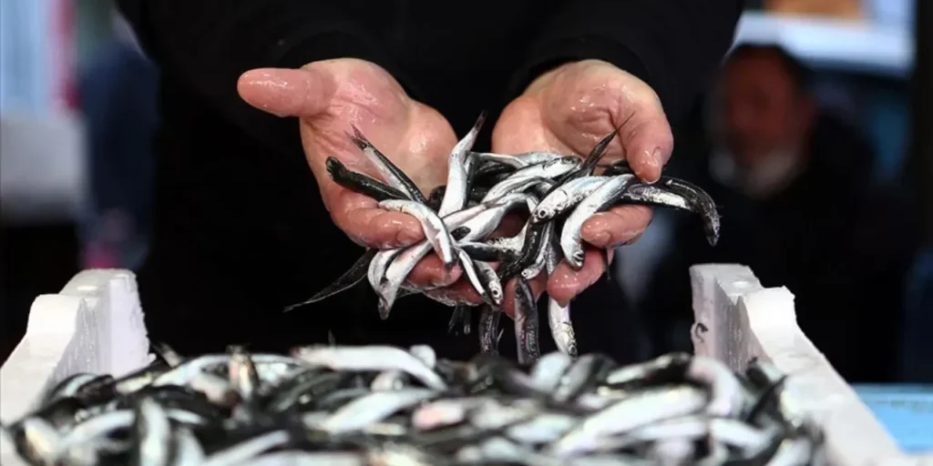 Turchia esporta sardine per 12,9 milioni di dollari in dieci mesi