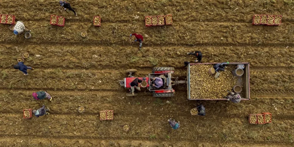 Raccolta delle patate Ödemiş avviata e distribuzione in tutta la Turchia