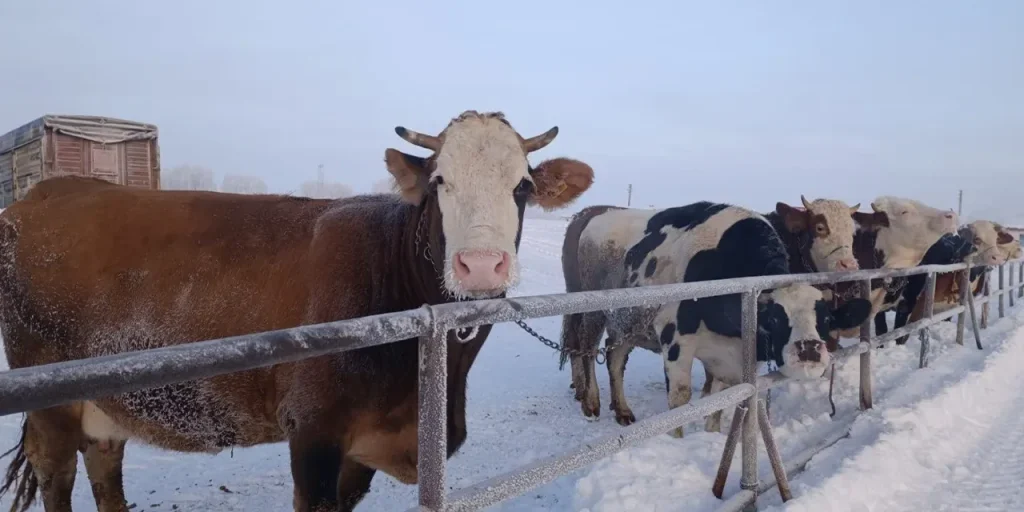 Mercato di animali di Şarkışla, più grande della Turchia, chiuso per la neve