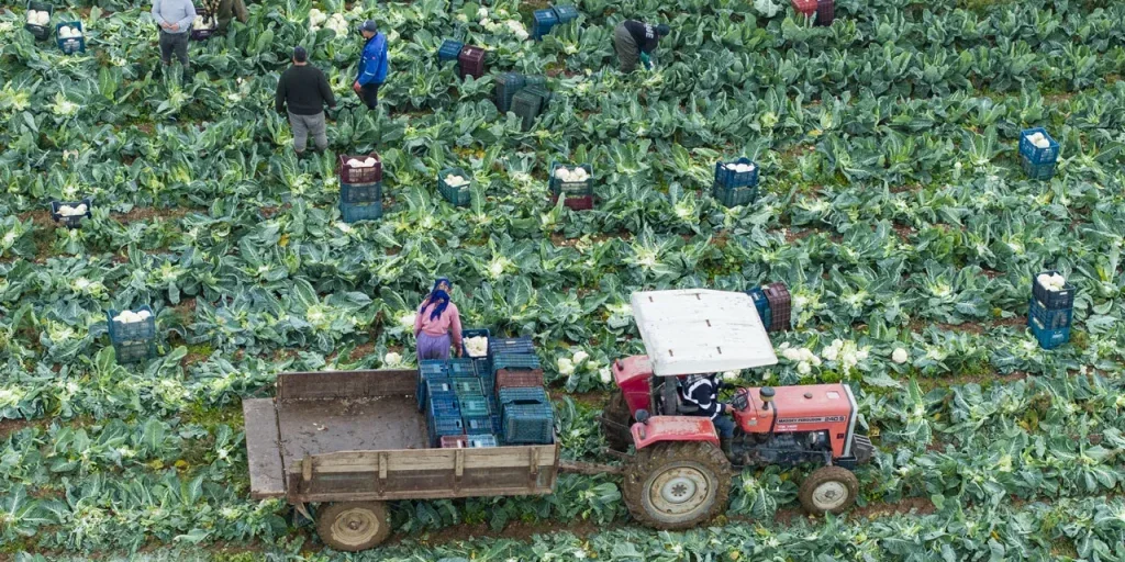 Turni lunghi e sfide energetiche: la produzione di ortaggi invernali in Turchia