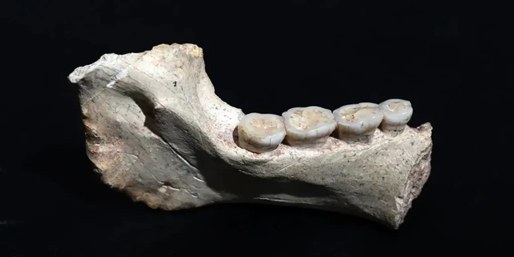 Fossili umani di 773.000 anni scoperti vicino a Casablanca