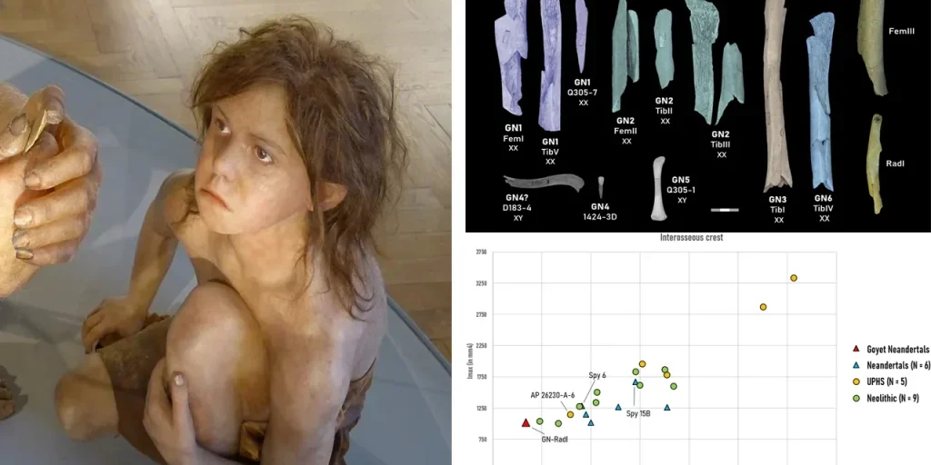 Scoperta: uomini preistorici avrebbero consumato bambini e giovani donne neandertalici 45.000 anni fa