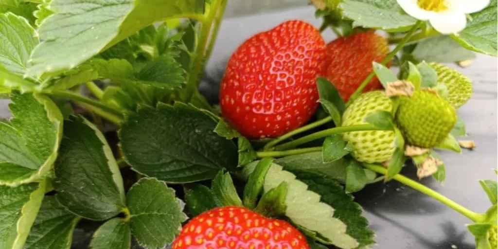 Richiesta di invio del testo originale per la riscrittura