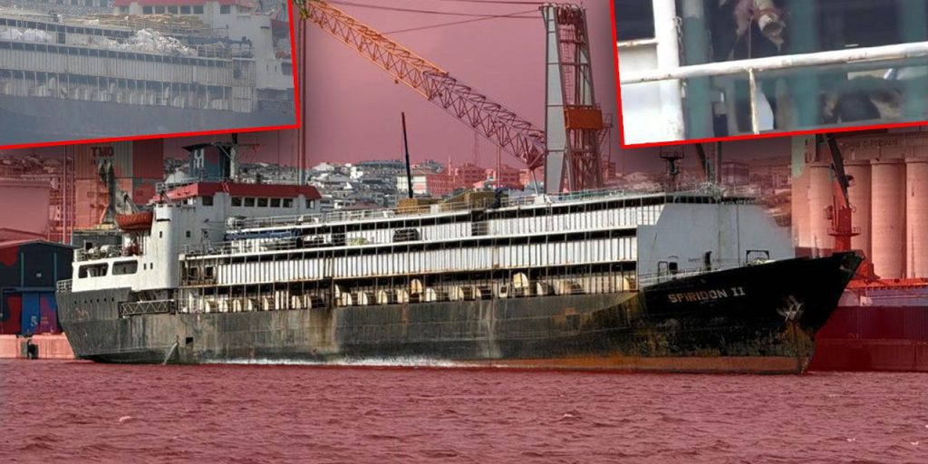 Crisi animale a bordo di una nave a Bandırma: condizioni precarie e morti a bordo