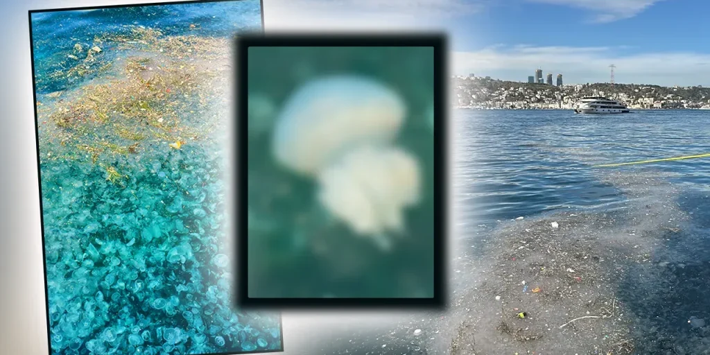 Üsküdar: migliaia di anemoni di mare coprono la spiaggia