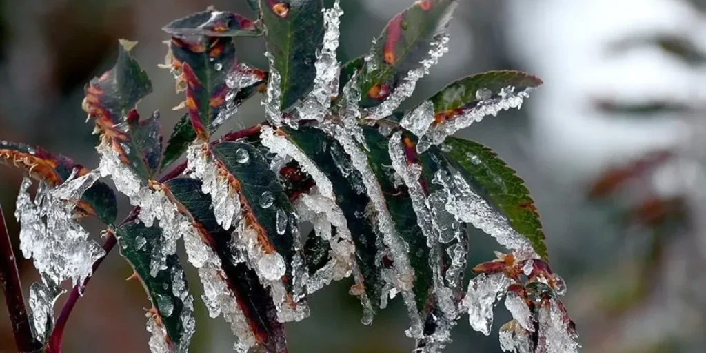 Avviso di gelo agricolo e neve prevista a Sinop dal 26 dicembre