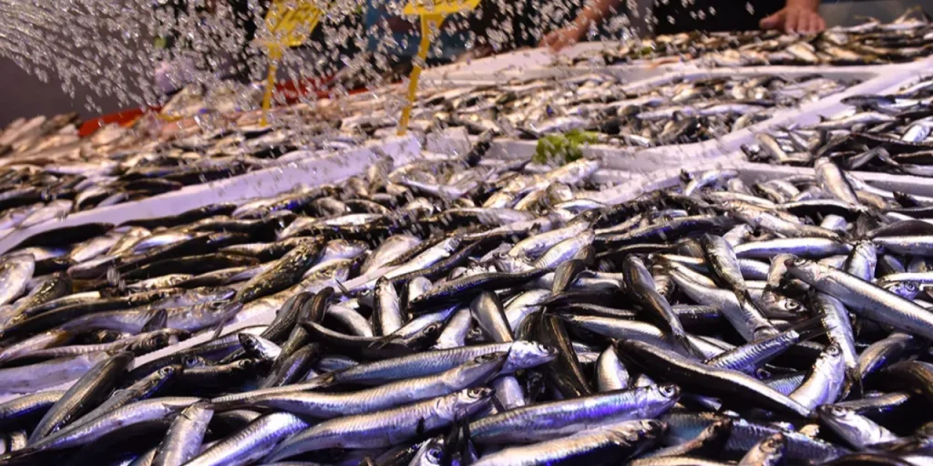 Prezzo delle acciughe a Zonguldak sale a 150 TL per scarsità di offerta