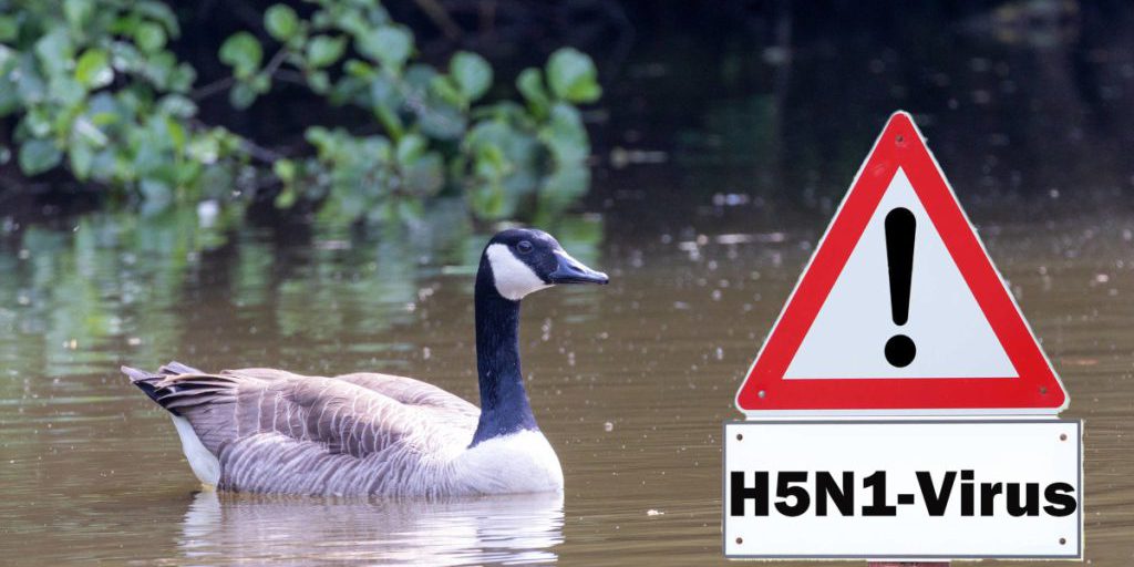 Peste avicola in Germania: diffusione in aumento, gli animali non sono responsabili