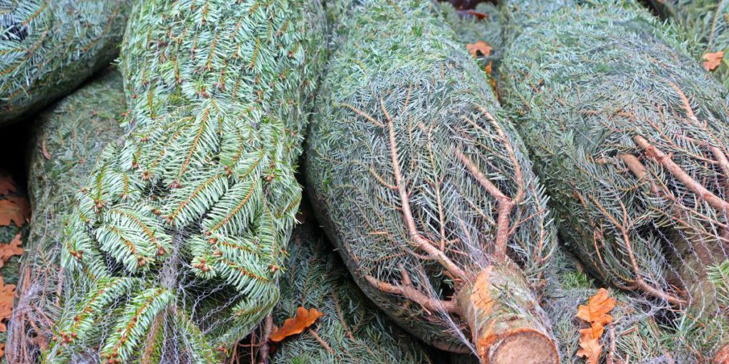 Alberi di Natale: perché i prezzi salgono prima di Natale e come scegliere il tuo