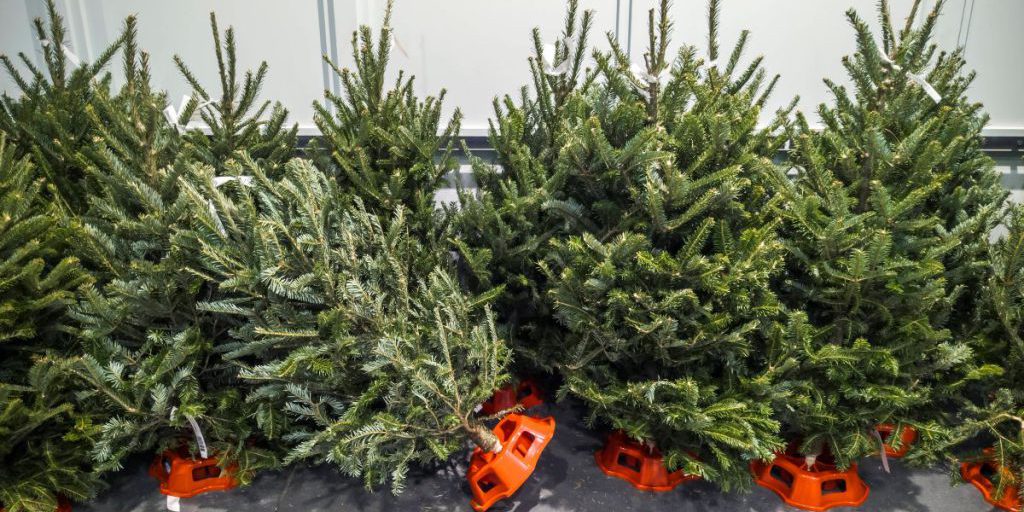 Alberi di Natale: prezzi in crescita e l’importanza di scegliere prodotti locali e sostenibili