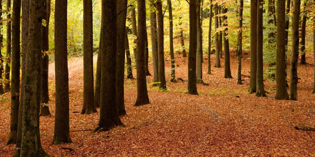 Cambiamento Climatico Estremo in Nord Reno-Westfalia: Cause, Conseguenze e Impatto sulla Popolazione