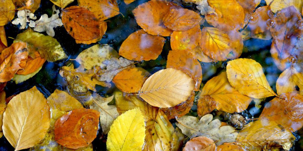 Goldener Herbst in NRW? Von wegen! Jetzt dreht das Wetter richtig auf