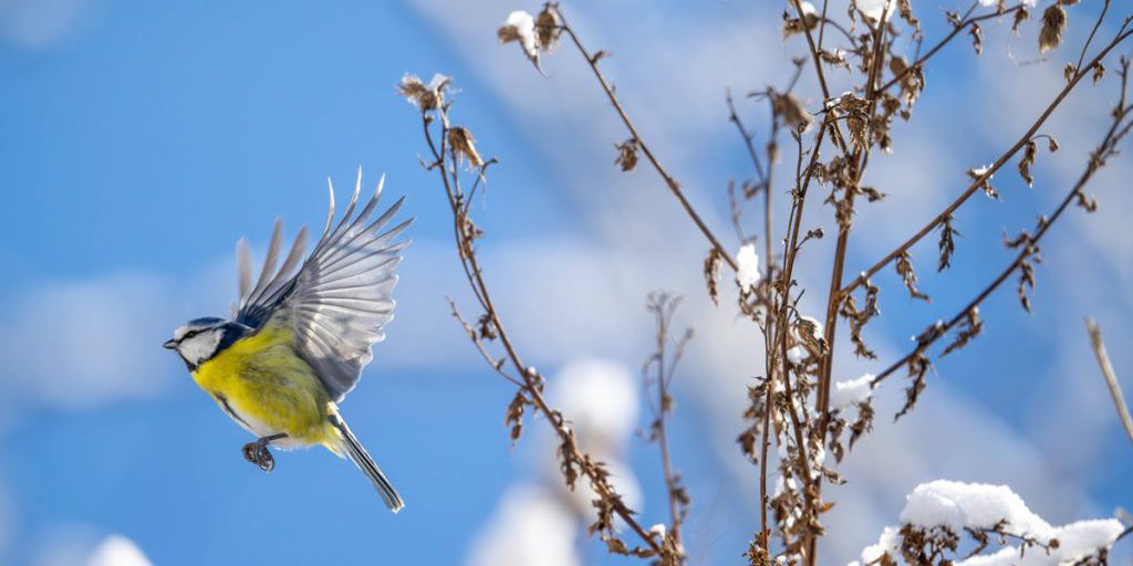 Come proteggere il tuo giardino dal gelo in inverno