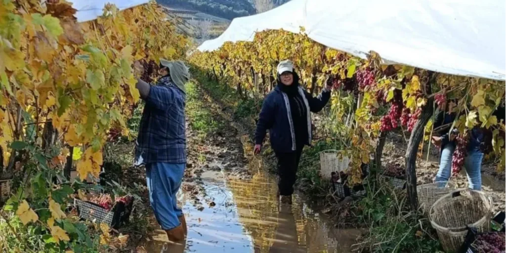 Raccolta uve a Sarıgöl continua nonostante pioggia e fango